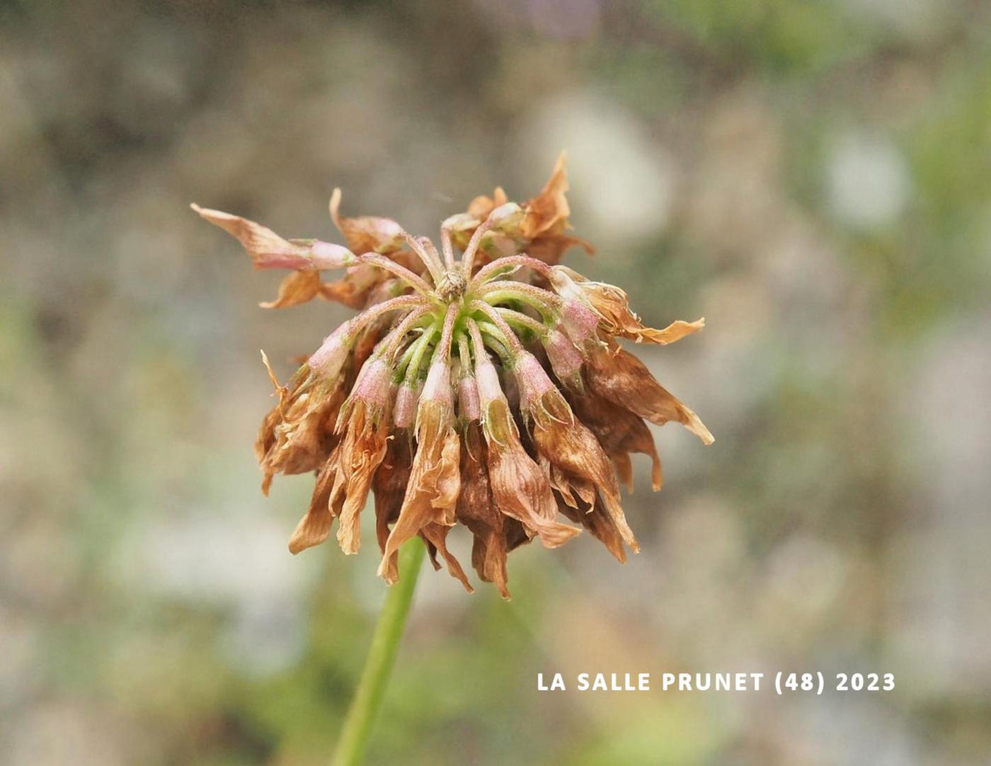 Clover, White fruit